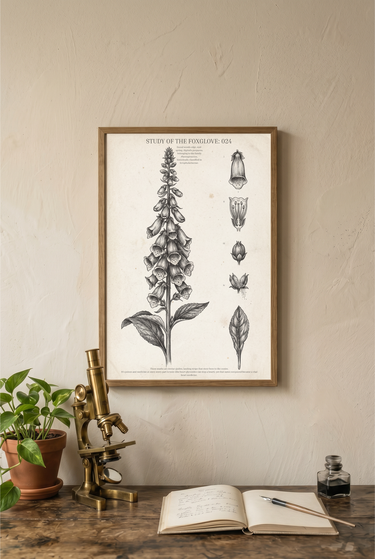 STUDY OF THE FOXGLOVE: 024
