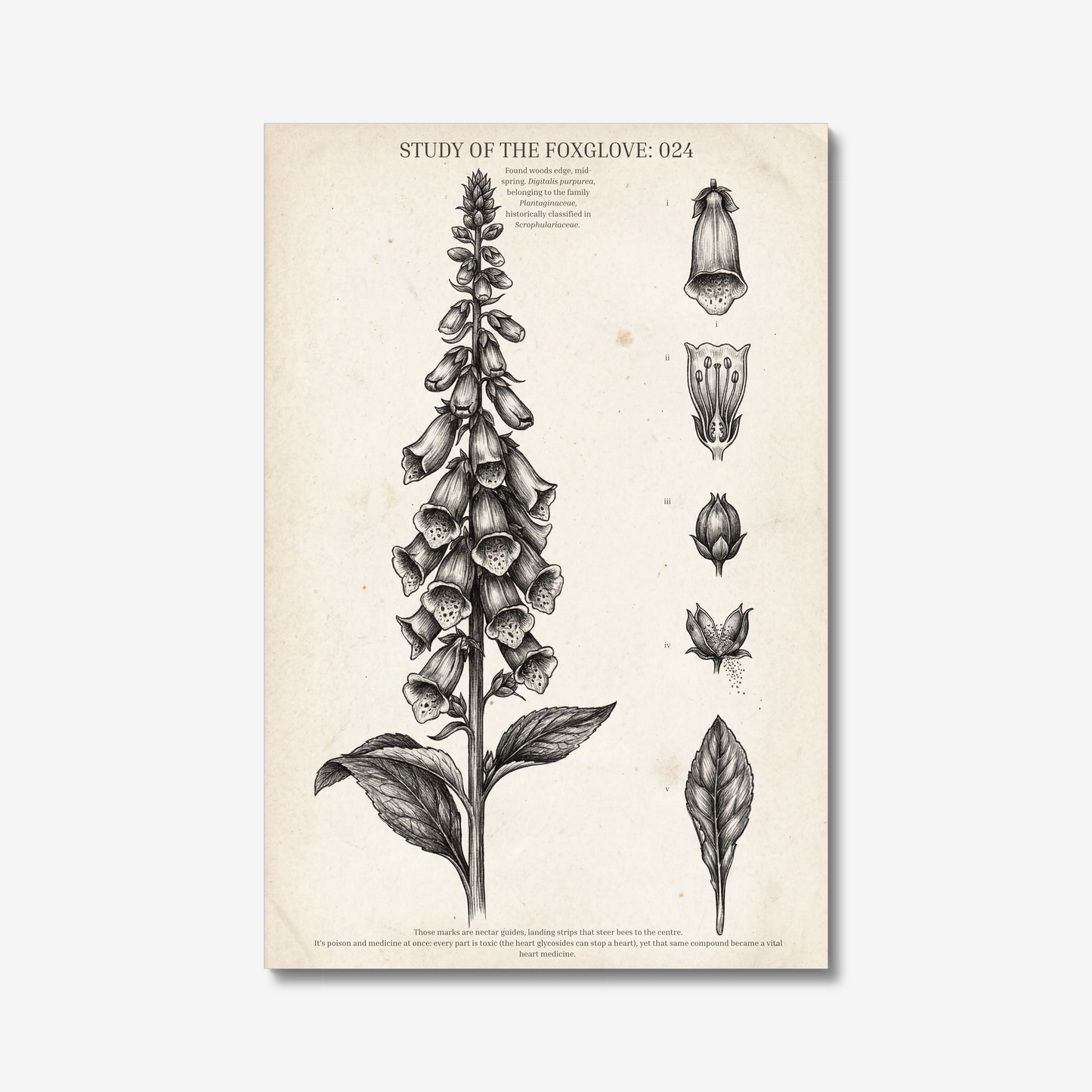 STUDY OF THE FOXGLOVE: 024